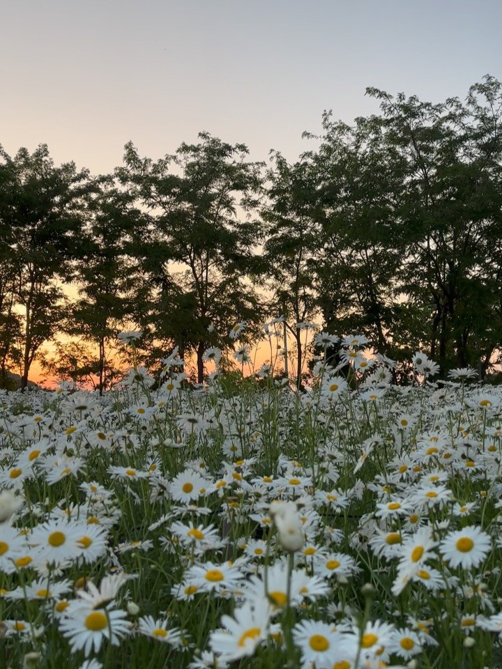 graphygarden 게시물 이미지: 노을 질 때 가장 잘 어울리는 샤스타데이지🌼
지금 꼭 보러 오셔야...