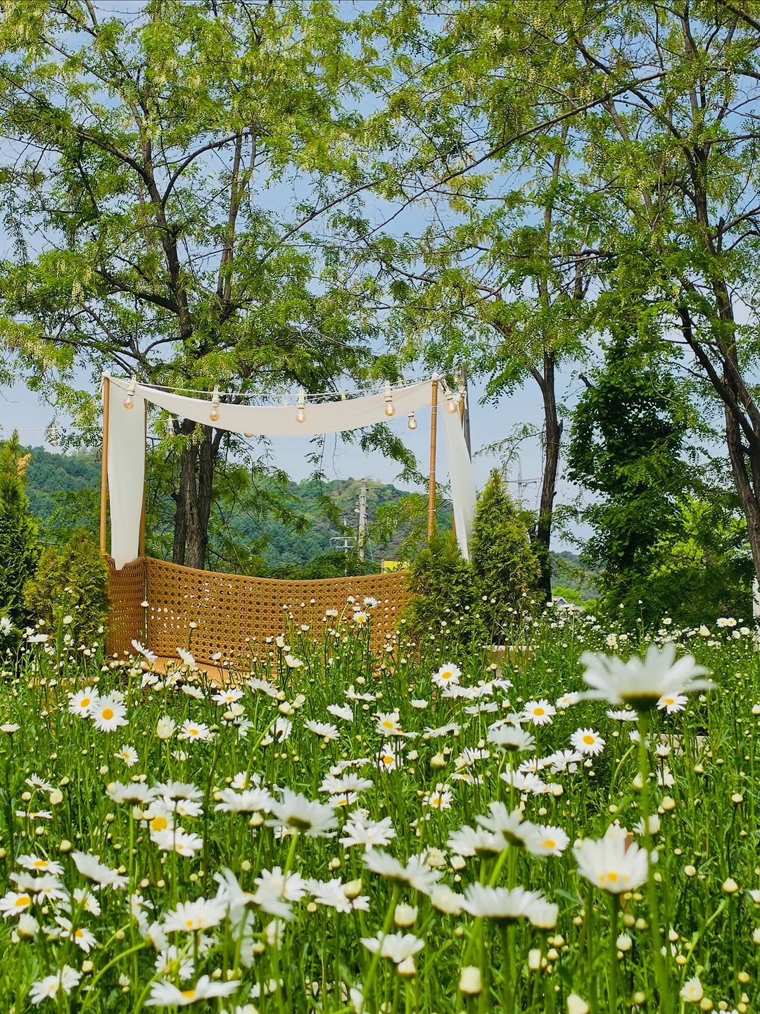 graphygarden 게시물 이미지: 오늘의 사진정원🌼
2026.5.7

바람솔솔 부는 
야외테이블에...