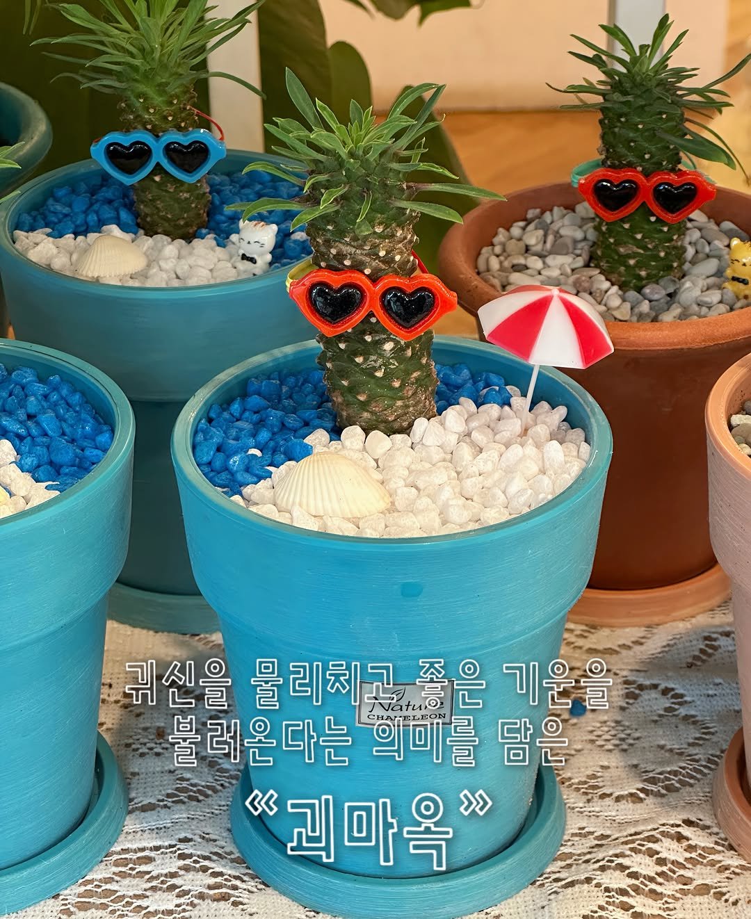 graphygarden 게시물 이미지: 🌵귀신을 물리치고 좋은 기운을 불러온다고 알려진 괴마옥✨
독특한 매력과 쑥쑥 자라는...
