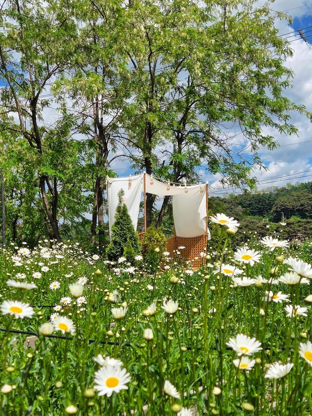 graphygarden 게시물 이미지: 데이지 무럭무럭 자라는 중 !
날씨까지 이러니까 그림 같아요 🥹
보고만 있어도 힐링...
