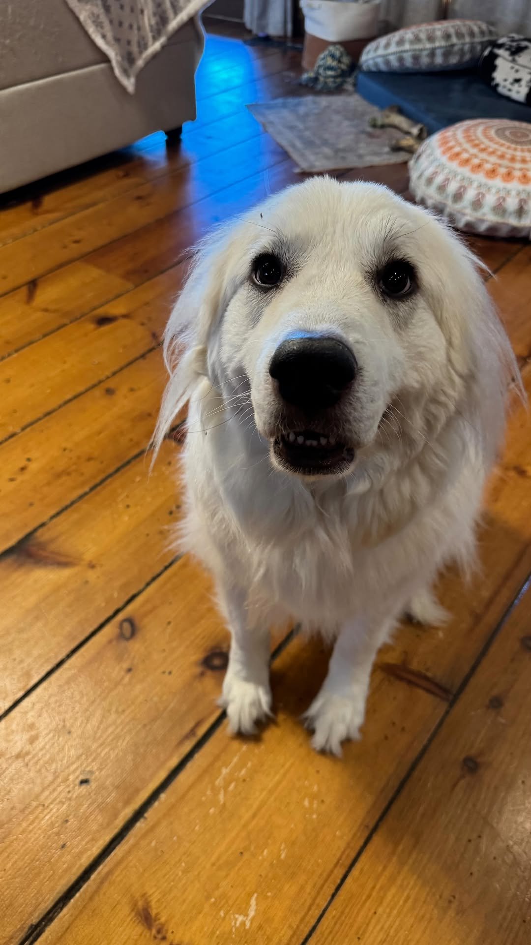 greenhorngrove 게시물 이미지: Every homestead should have a dog…....