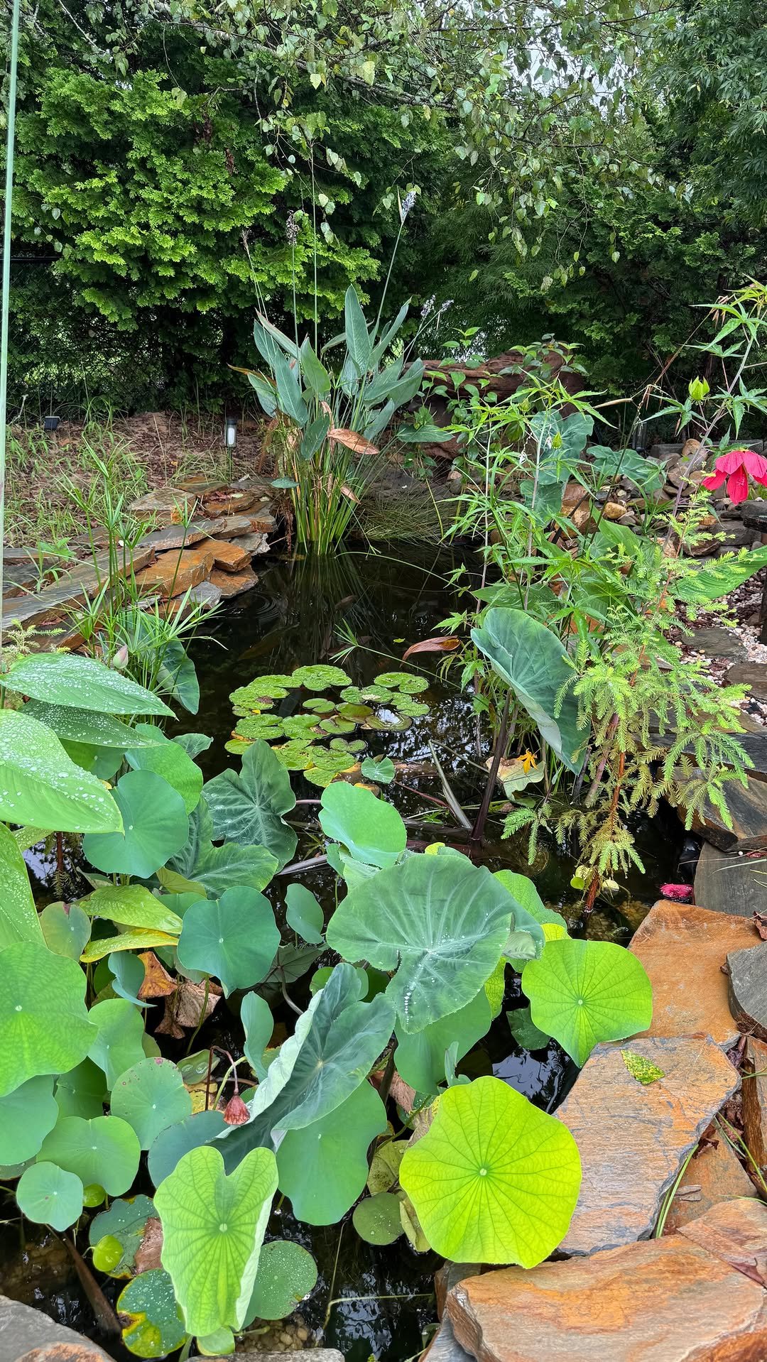 greenhorngrove 게시물 이미지: The Six Pillars of Homesteading. This is what...