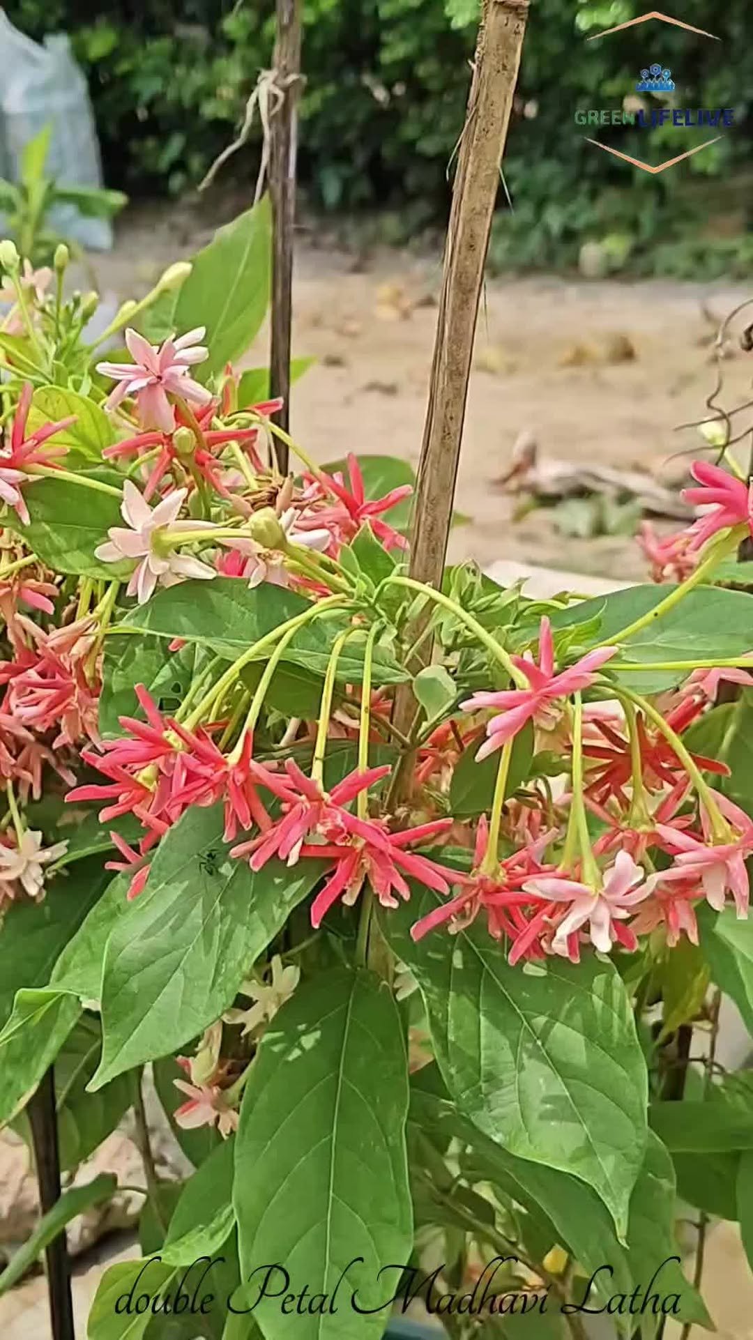 greenlifelive.you 게시물 이미지: 🌸🔥 Double Patal Madhobi Latha x Anirudh – Raga...
