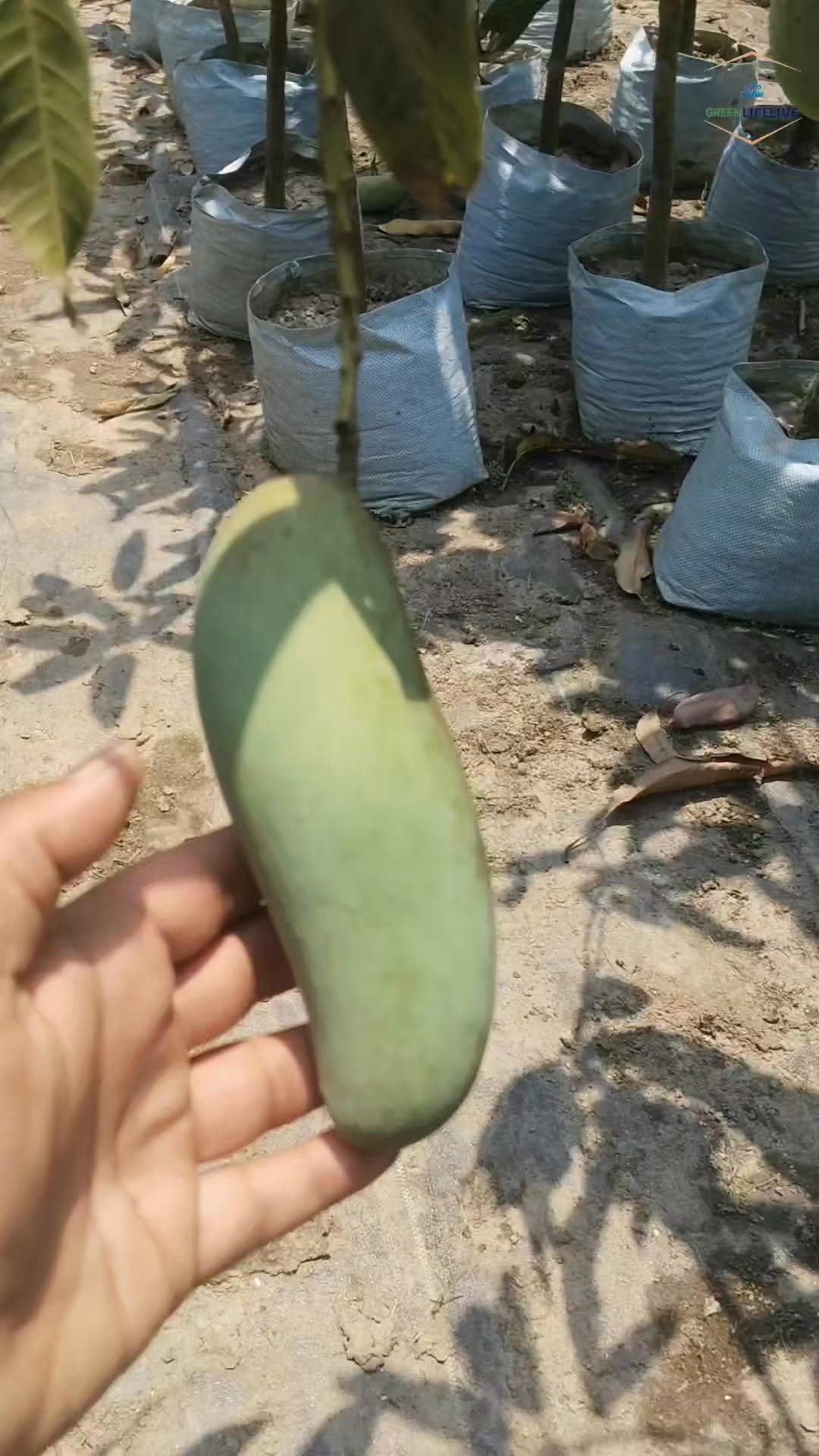 greenlifelive.you 게시물 이미지: Kya aapne kabhi 'Banana Monga' ghar par try...