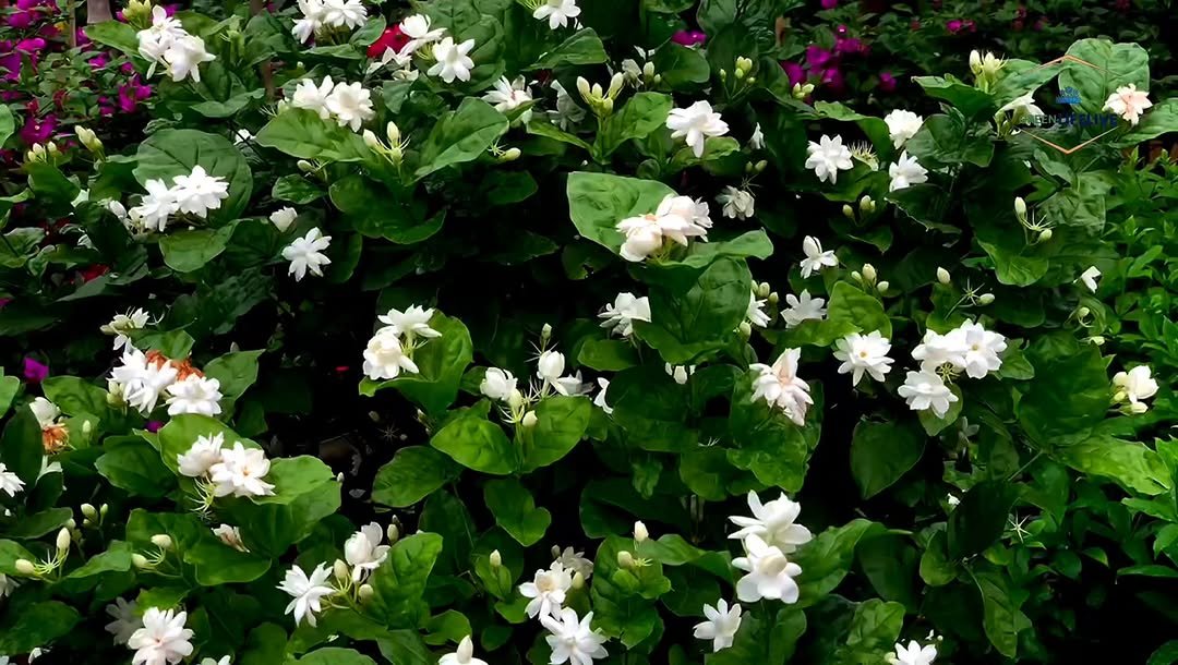 greenlifelive.you 게시물 이미지: মন খুশি উর্বশী সেই রাতে
সুর ছিলো গান ছিলো এই...