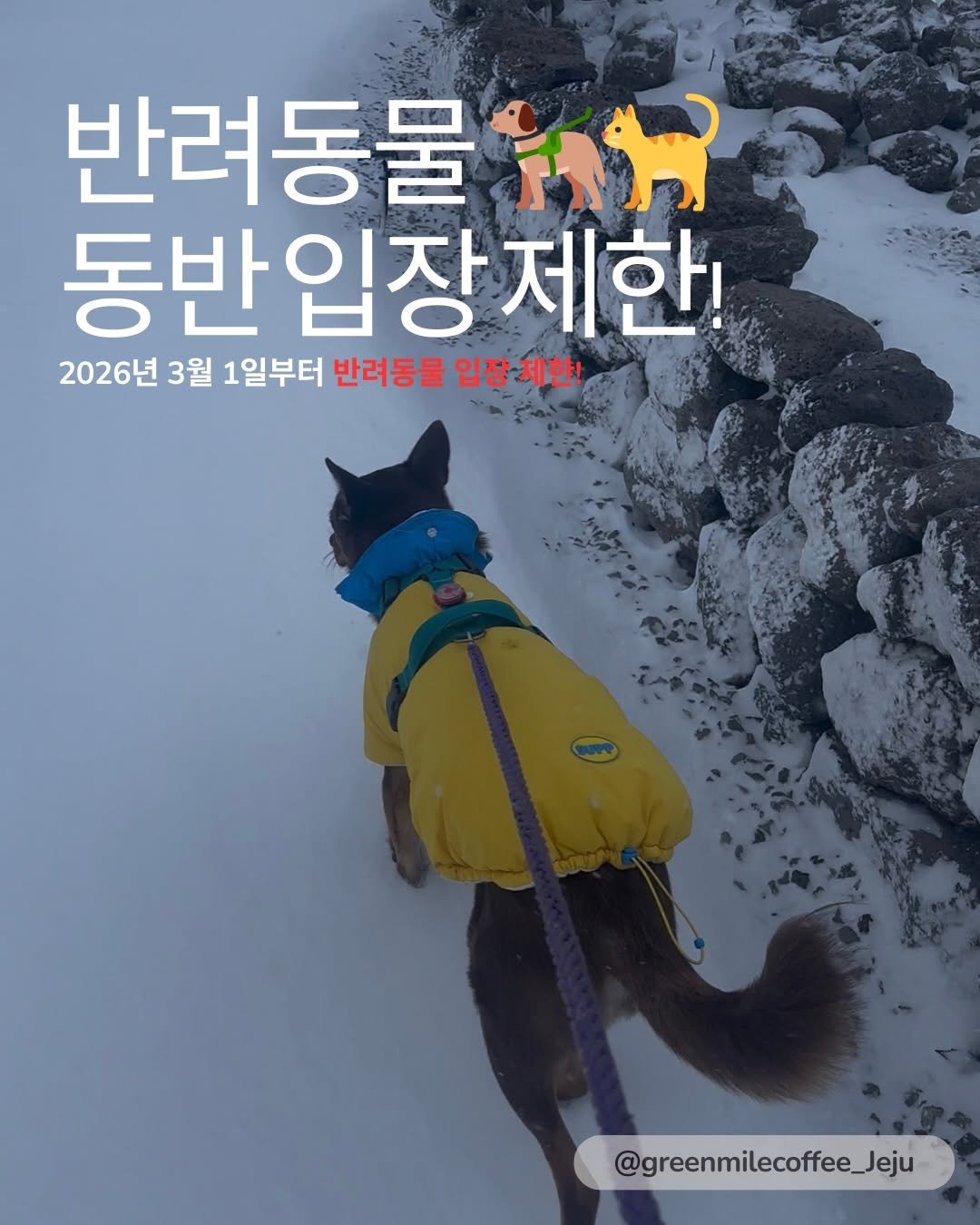 greenmilecoffee_jeju 게시물 이미지: _
#아쉽습니다 저희도 반려견 ’코코‘와 제주에 삽니다.
2026년 3월 1일...