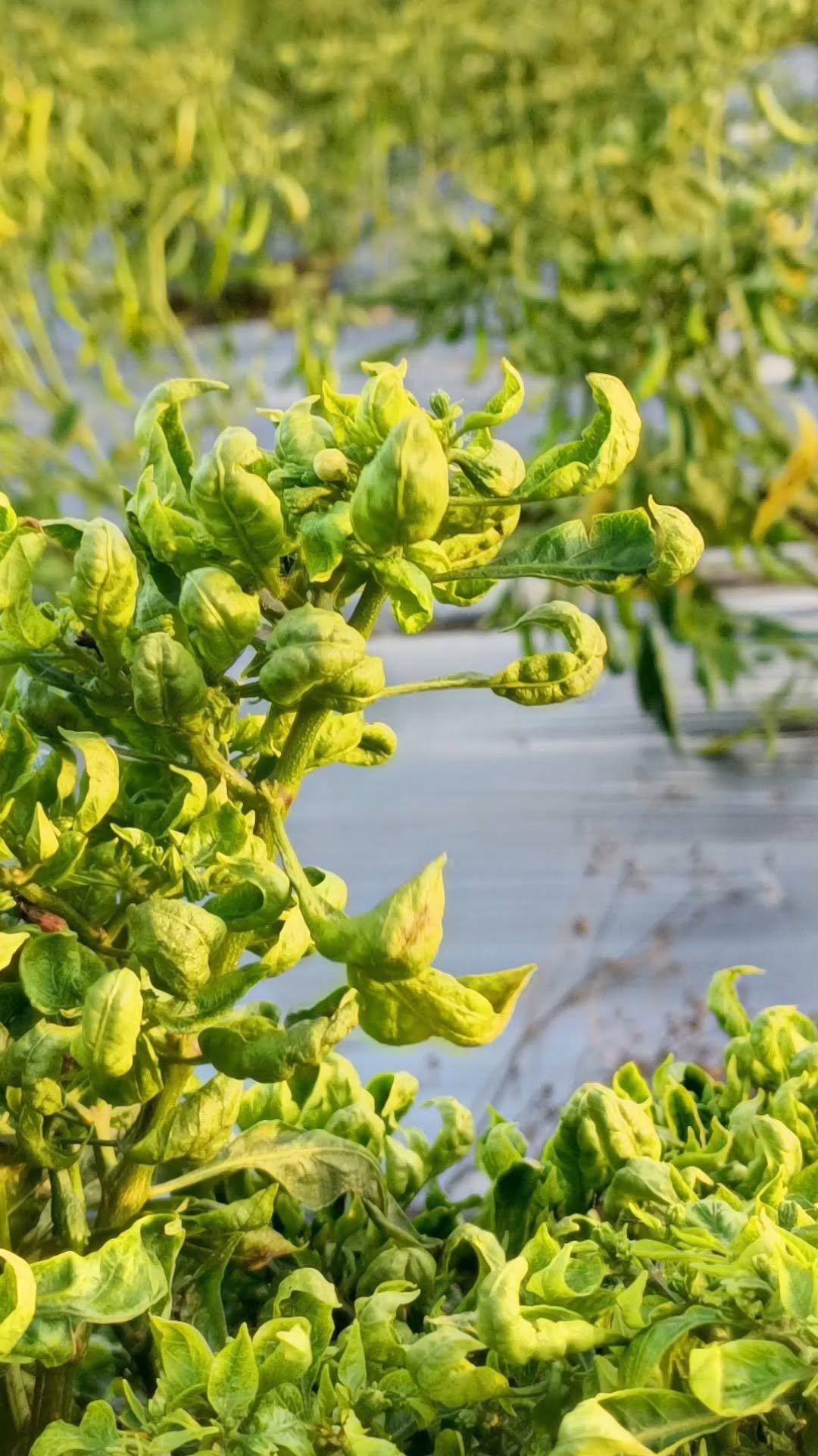 greenrevolution87 게시물 이미지: महुआ-चेपा का सफाया करने वाले मित्र कीट ग्रीन...