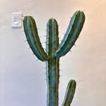 nine_lush 프로필 사진