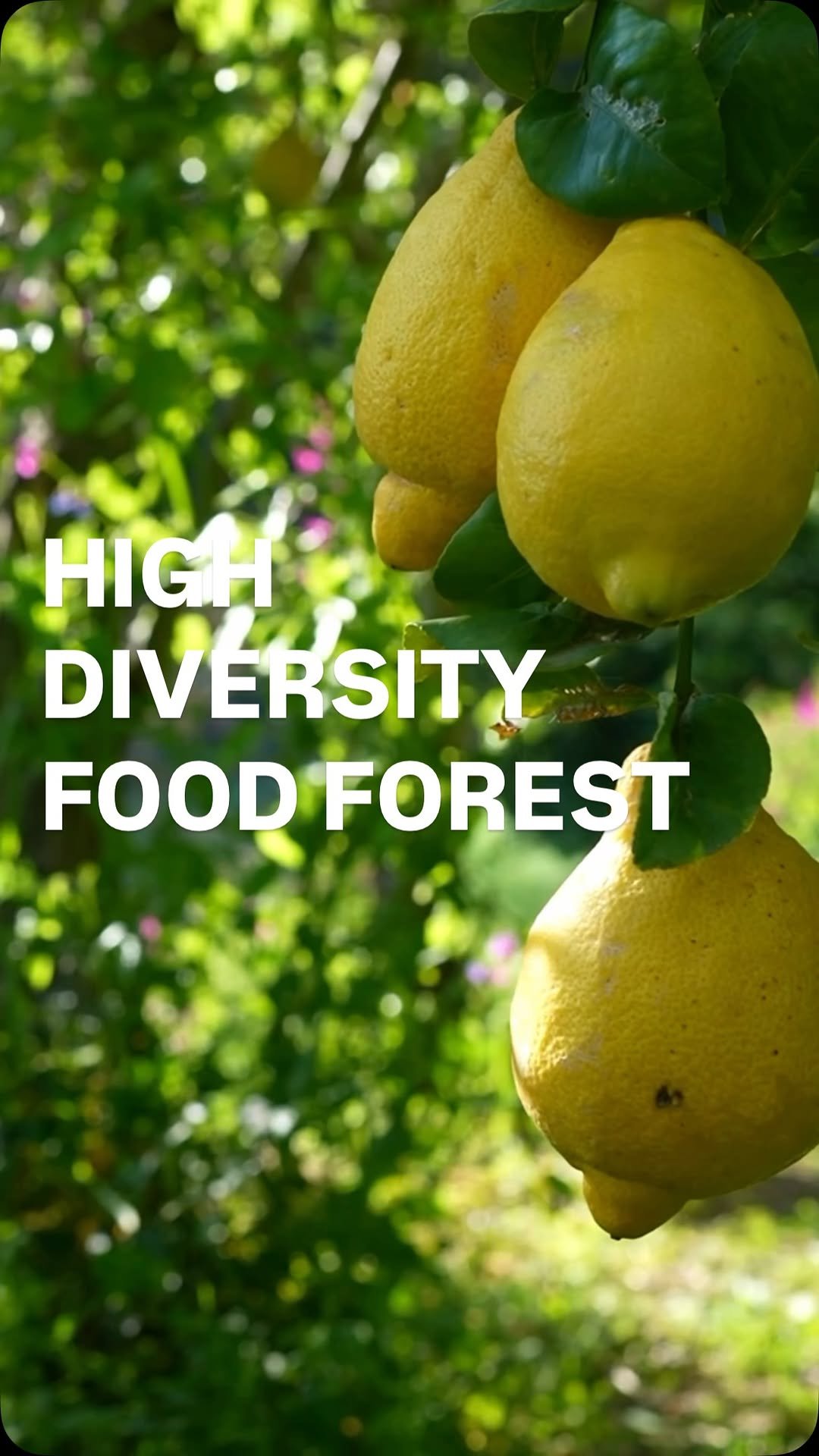 growingwithnature_official 게시물 이미지: High diversity in the food forest #foodforest...
