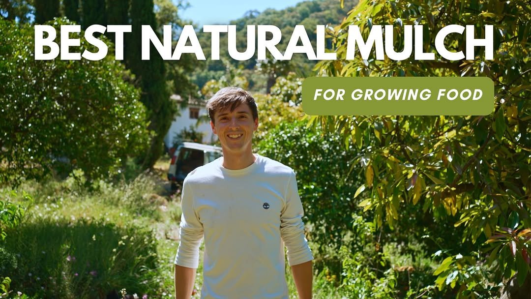 growingwithnature_official 게시물 이미지: How I Mulch My Watermelons And Fruit...
