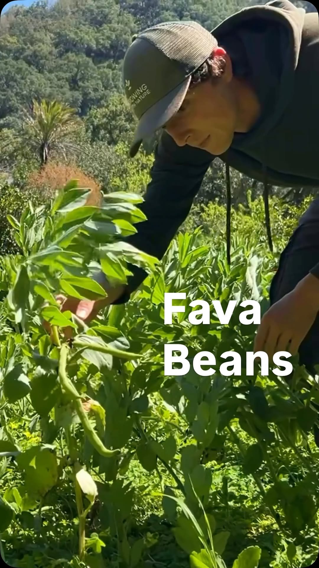 growingwithnature_official 게시물 이미지: The natural way to fertilise your soil before...