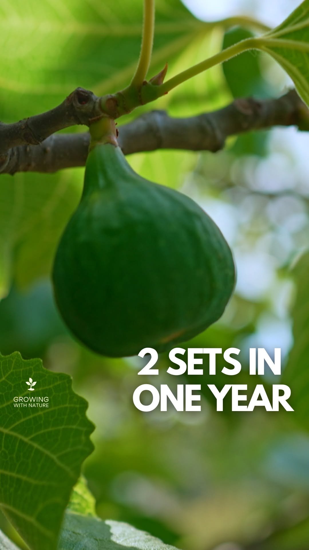 growingwithnature_official 게시물 이미지: This FIG TREE has TWO harvests in ONE year...