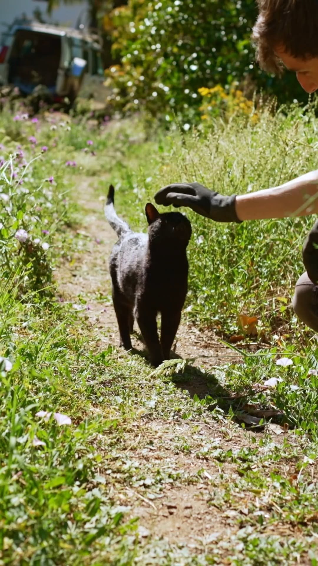 growingwithnature_official 게시물 이미지: Always around to help 🐈‍⬛ #cat #homesteading #vegan