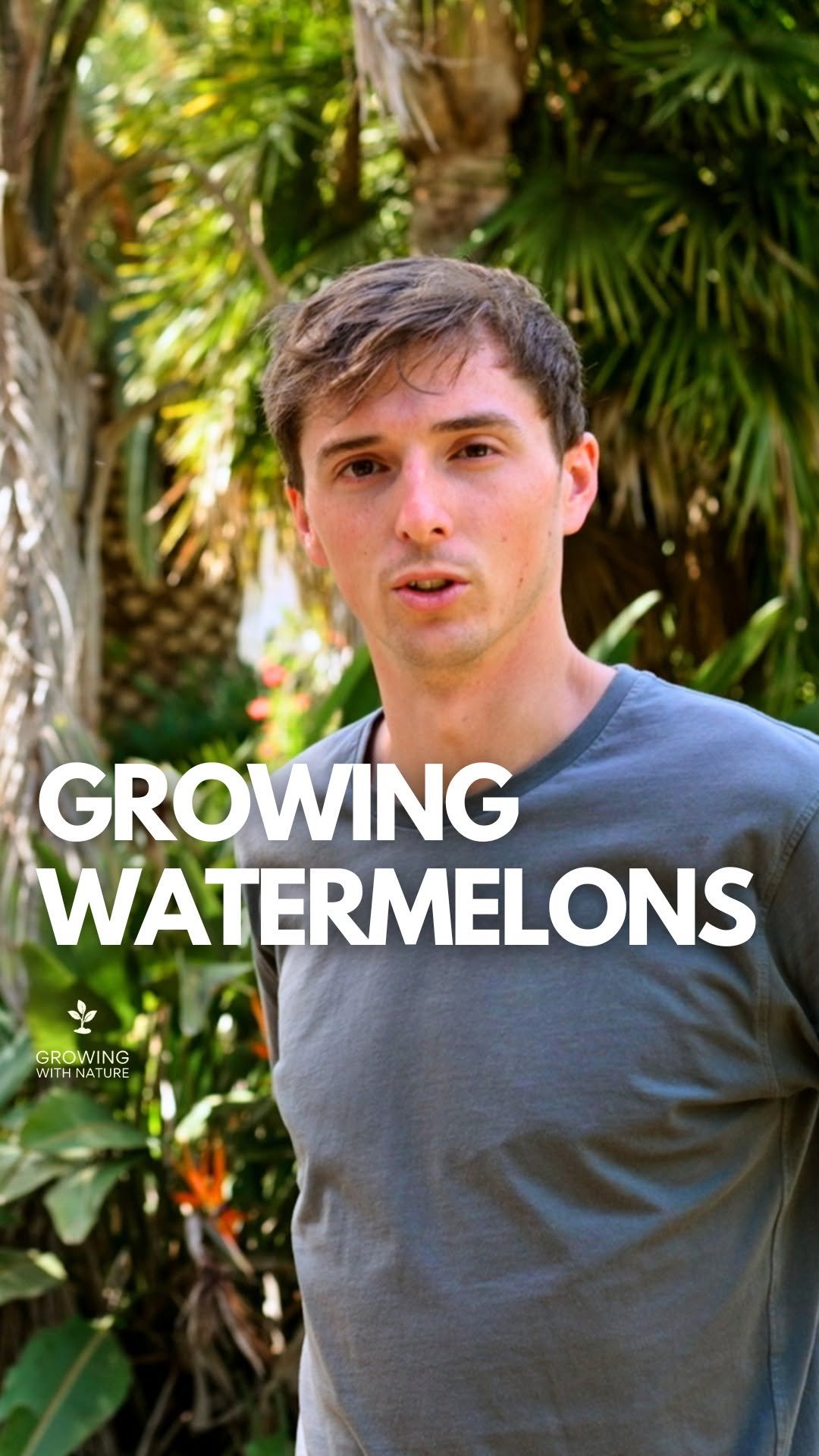 growingwithnature_official 게시물 이미지: Growing watermelons #foodforest #watermelon...