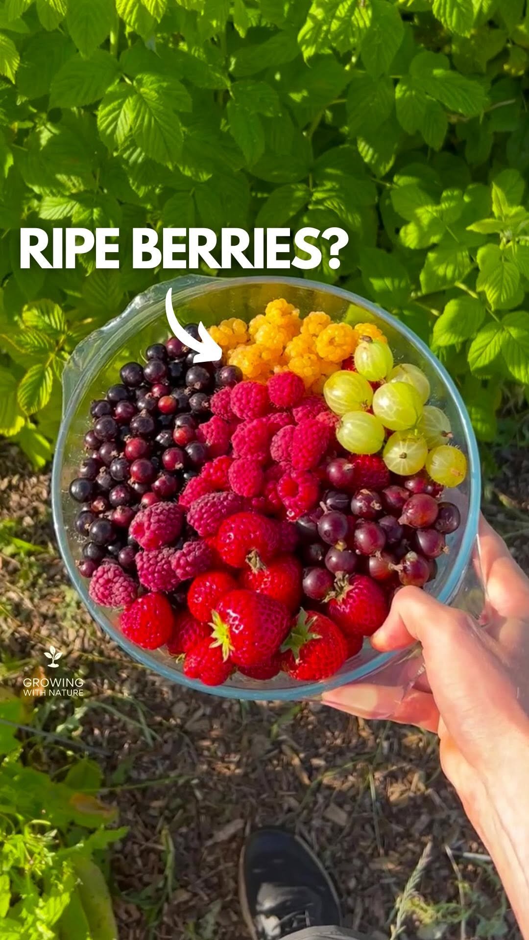 growingwithnature_official 게시물 이미지: When to pick strawberries #organicgardening...