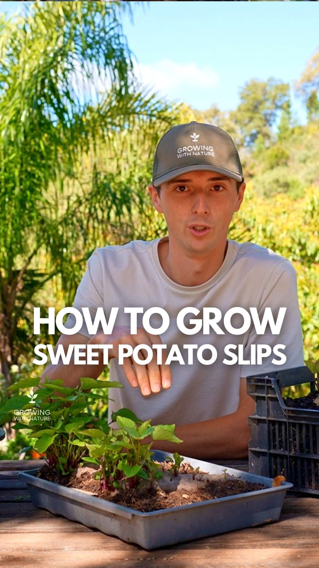 growingwithnature_official 게시물 이미지: How to grow sweet potato slips...