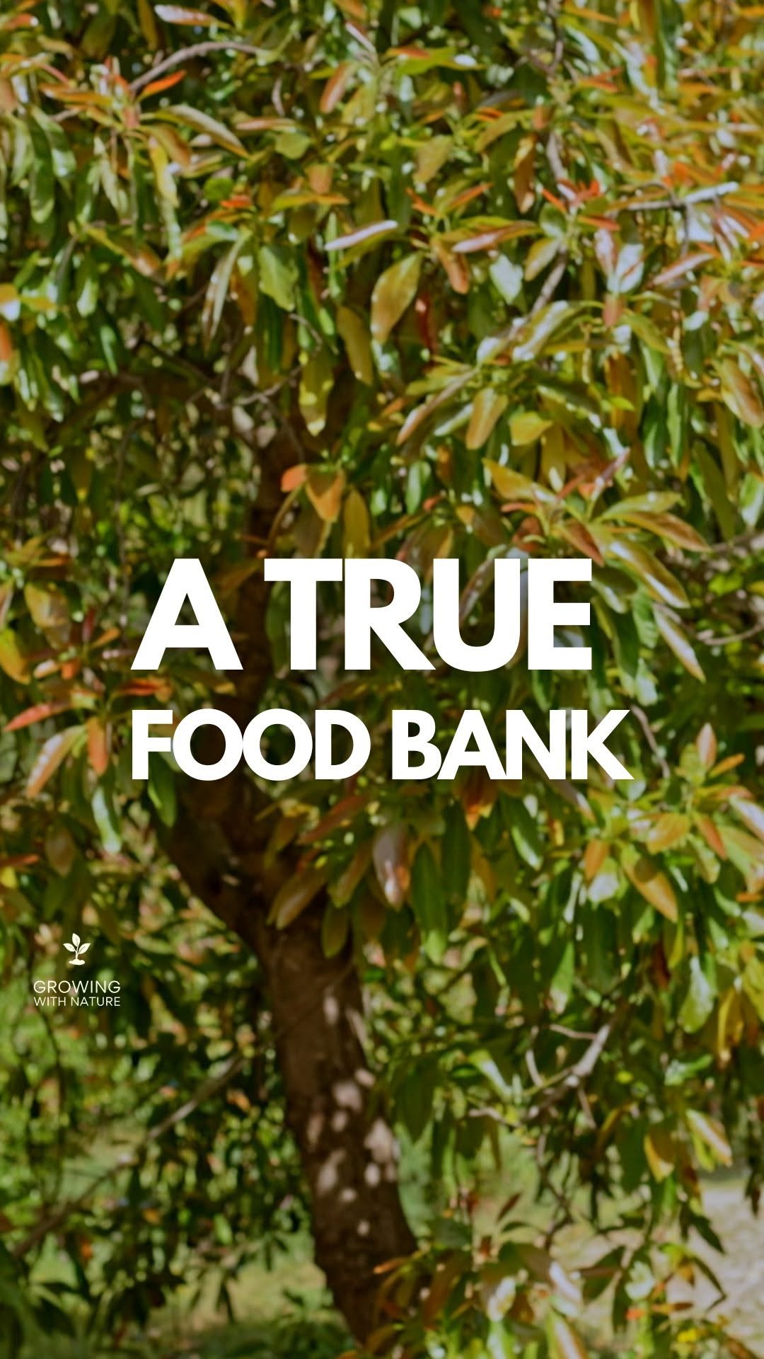 growingwithnature_official 게시물 이미지: This is a true food bank #selfsufficiency...