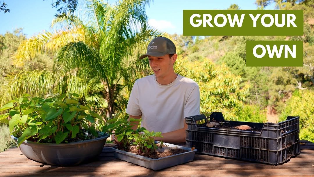 Photo by Luke Kelsall | Growing With Nature on January 29, 2026. May be an image of chard, cold frame, seedlings, herb, seedling and text that says 'OMANG GROW YOUR OWN'.