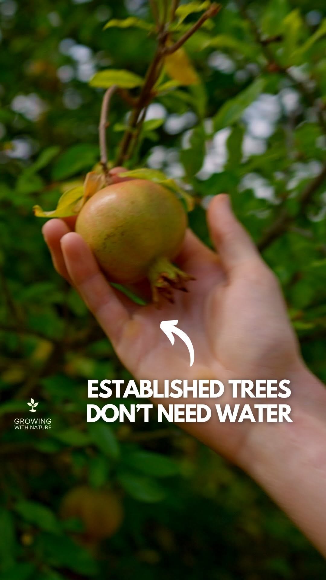 growingwithnature_official 게시물 이미지: Established fruit trees don’t need water like...
