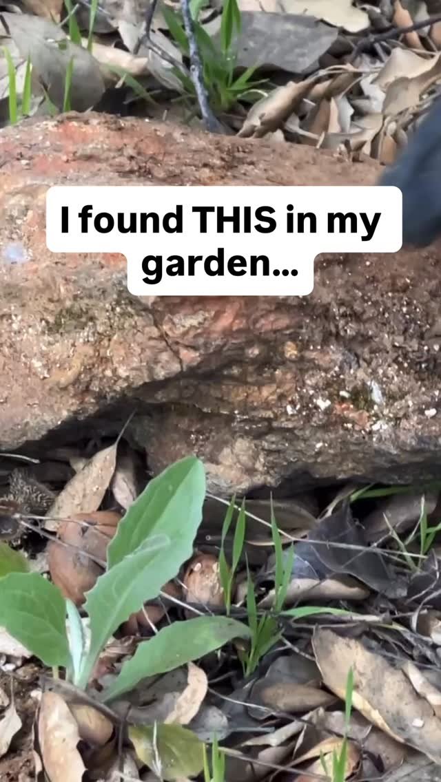 growingwithnature_official 게시물 이미지: Tell me what you would do if you saw this...