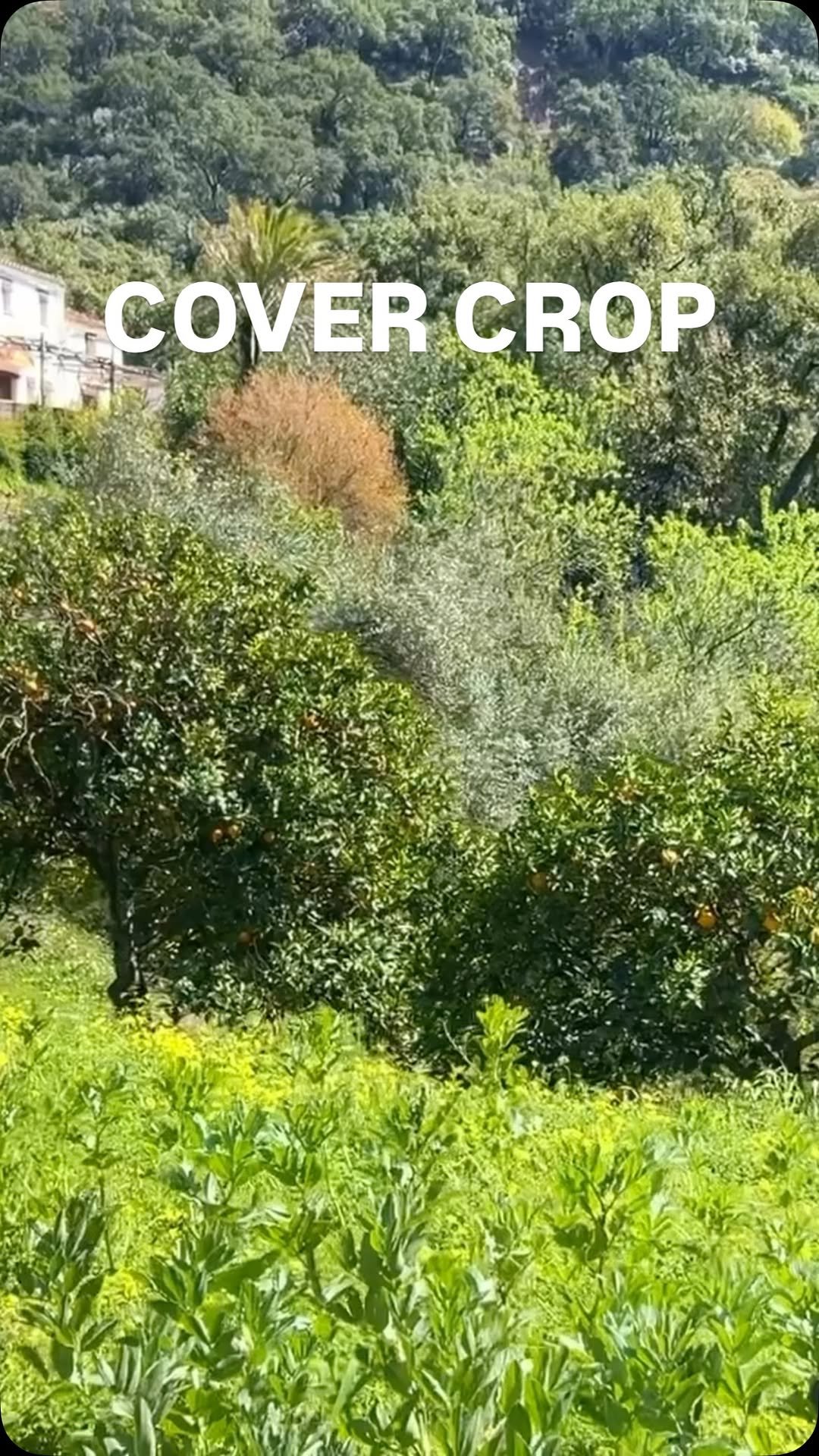 growingwithnature_official 게시물 이미지: This ONE cover crop feeds you AND your soil 🌱...