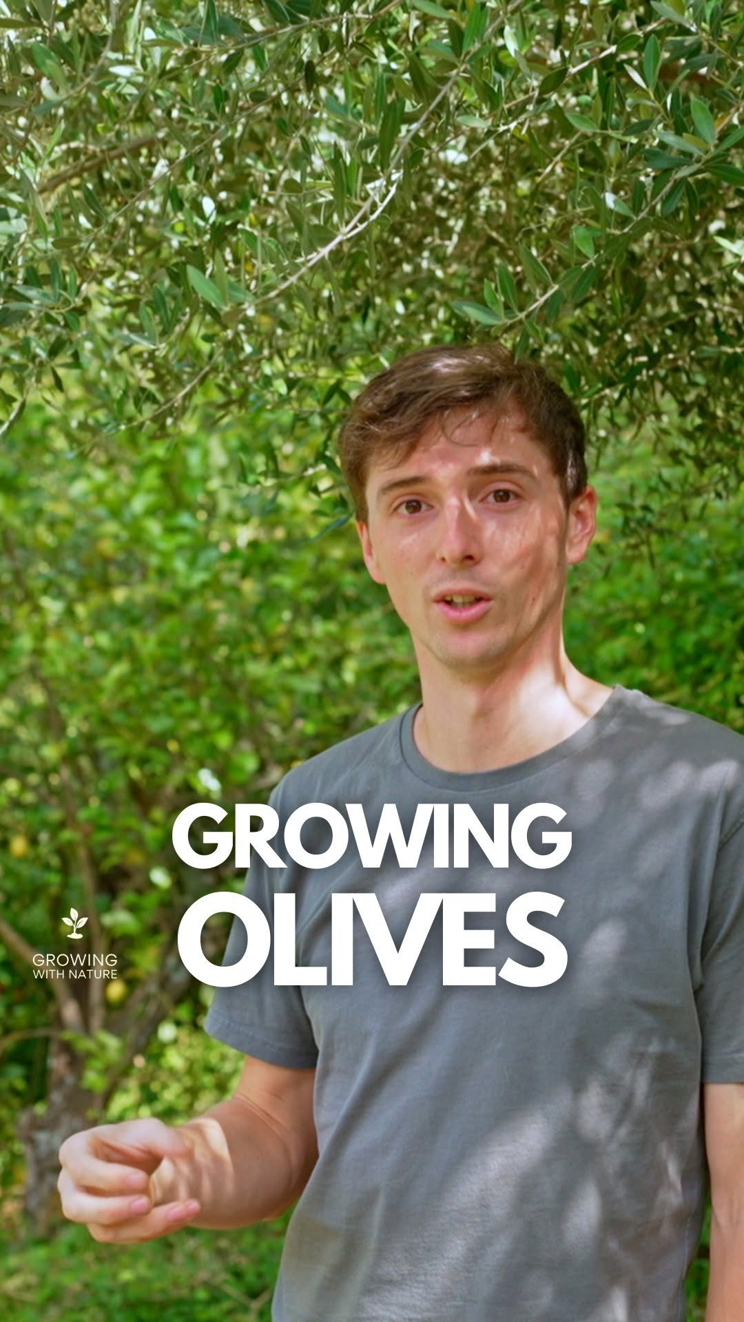growingwithnature_official 게시물 이미지: Growing olives #organicfarming #foodforest...