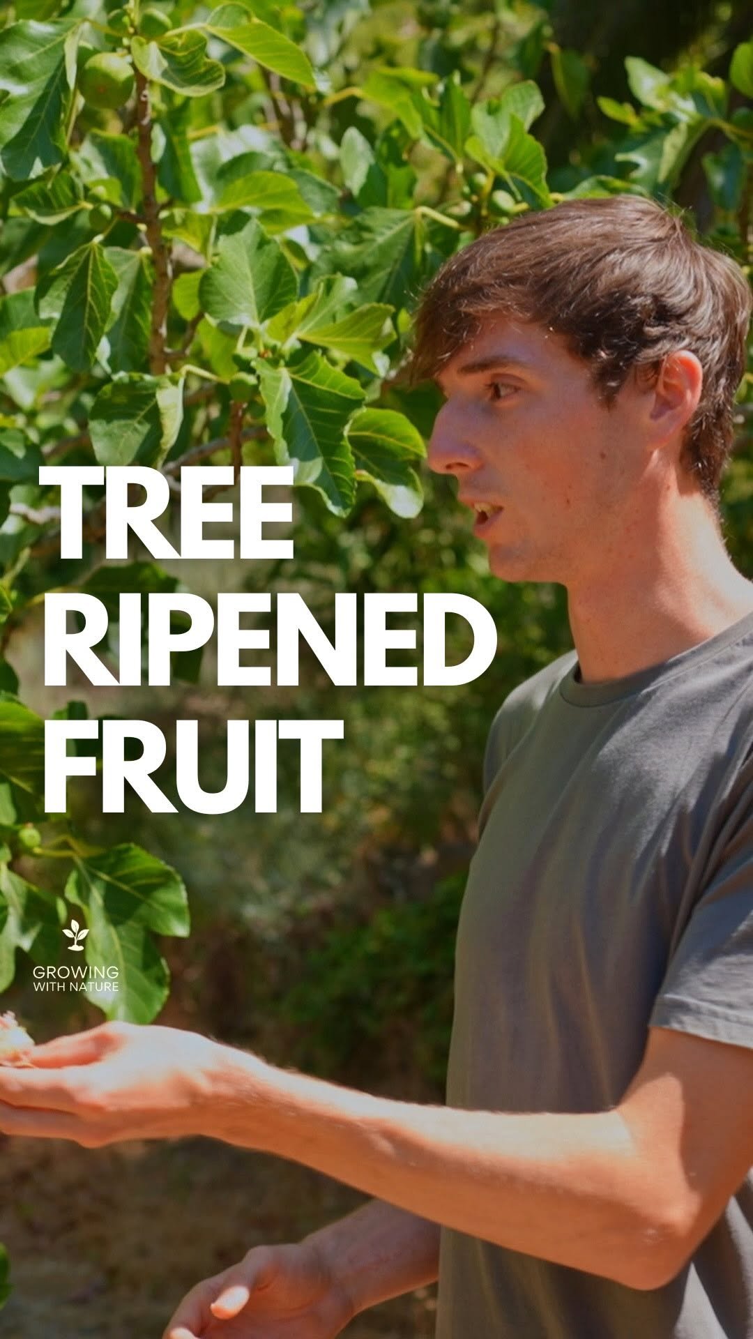 growingwithnature_official 게시물 이미지: Tree ripened fruit is the best 🌳🍒 

Have you...