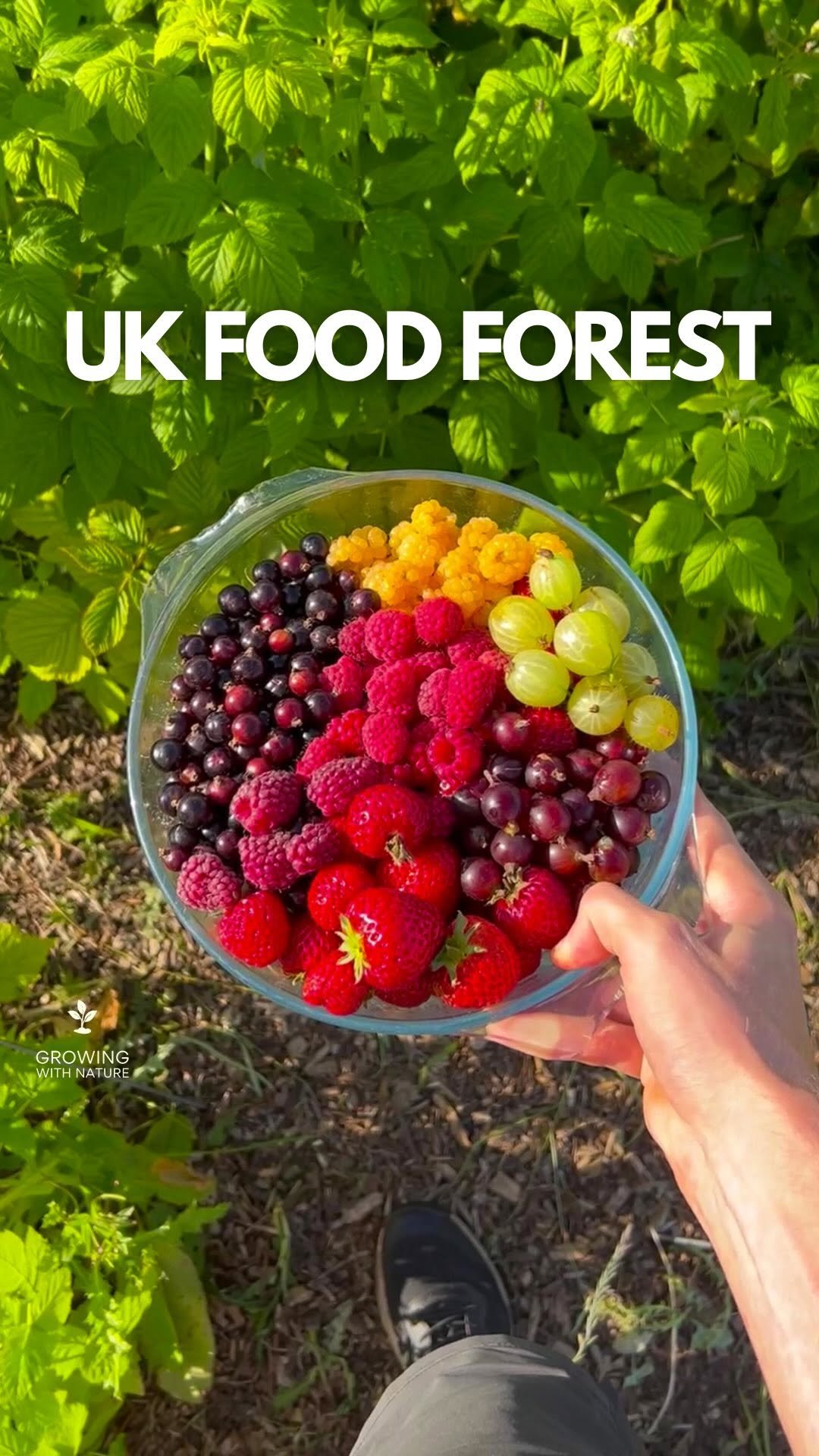 growingwithnature_official 게시물 이미지: See a full tour of my original UK food forest,...