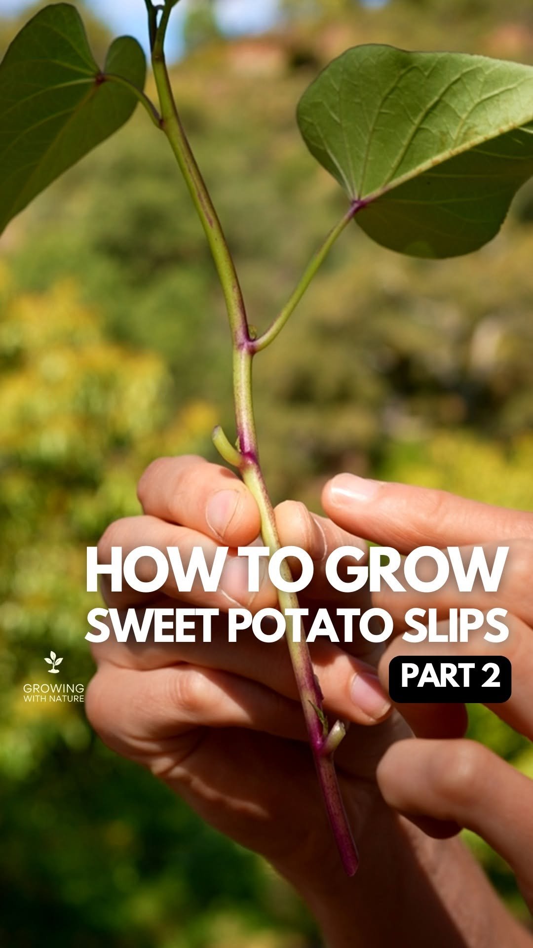 growingwithnature_official 게시물 이미지: Part 2 - How To Grow Sweet Potato Slips

Full...