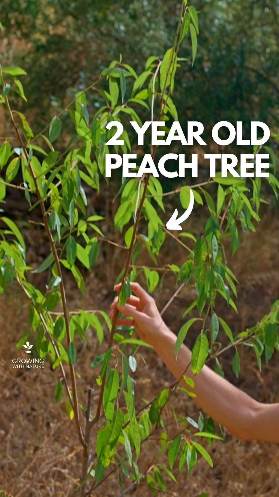 growingwithnature_official 게시물 이미지: An extra benefit of mulching around your fruit...