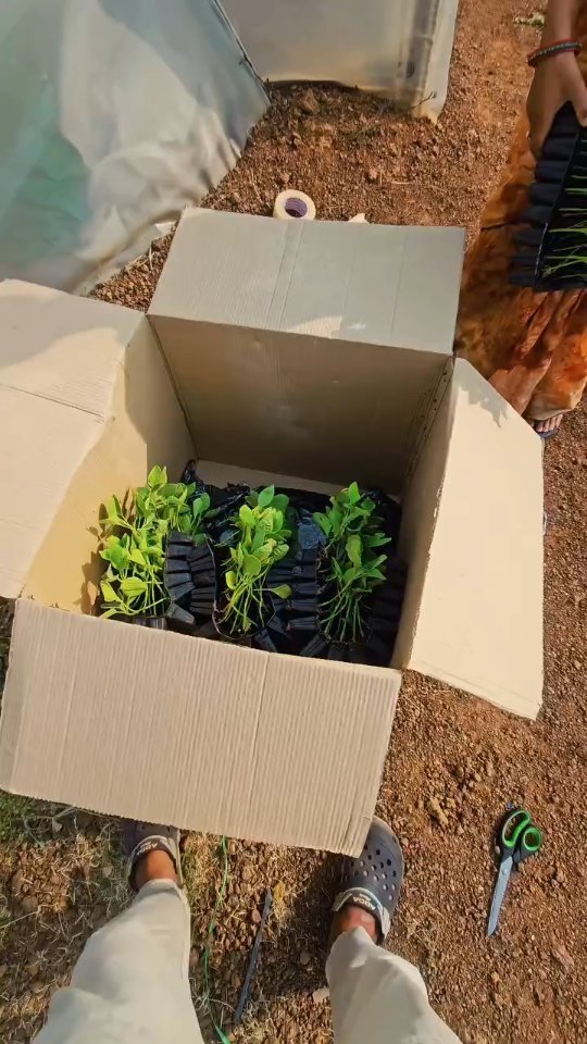 growmitraa 게시물 이미지: *🌱 Growmitraa नर्सरी (कुम्हारी) में थरहा ...