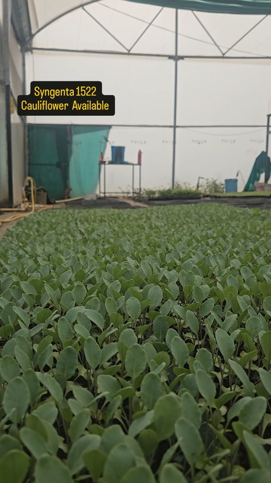 growmitraa 게시물 이미지: Growmitra nursery 🪴

Season Gobhi stock alert...