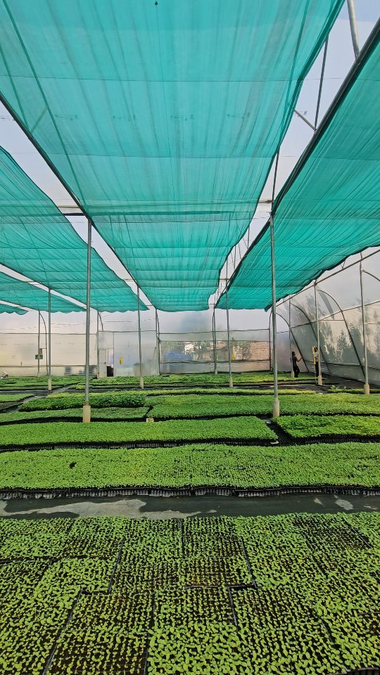 growmitraa 게시물 이미지: ग्रोमित्रा नर्सरी 🪴
संपर्क नं. 9039452919
पताः...