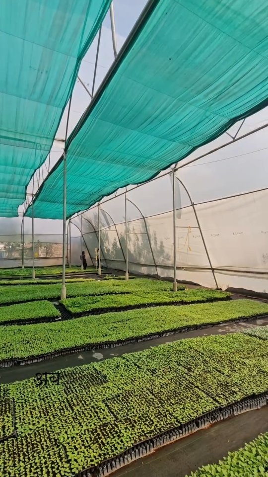 growmitraa 게시물 이미지: सबसे बड़ा ऑफर अब आपके लिए।

जो ग्राफ्टेड पौधे...