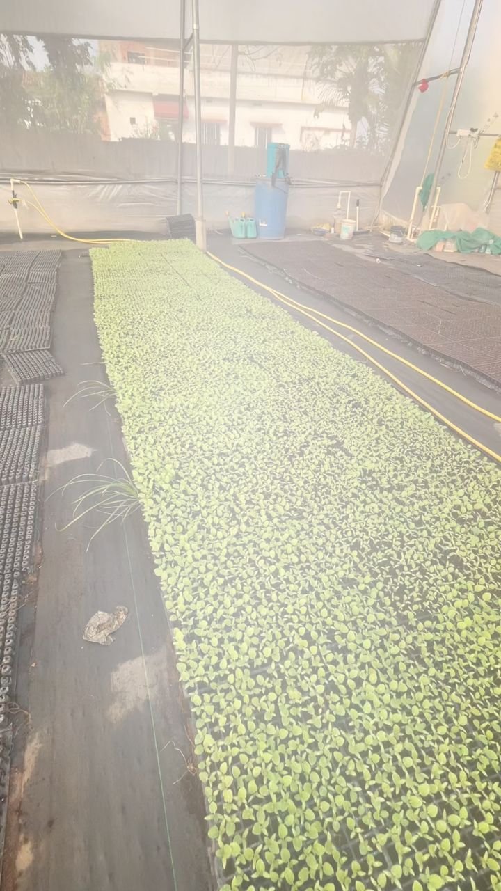 growmitraa 게시물 이미지: “हमारे नर्सरी में तैयार बैंगन — स्वस्थ, ताज़ा...