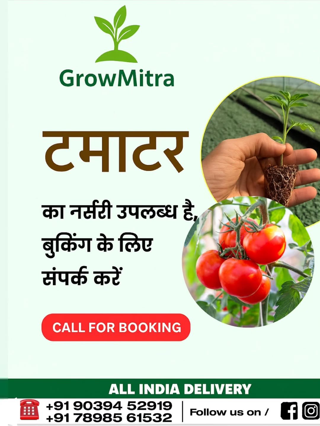 Photo by GrowMitra🌱 on November 01, 2025. May be an image of vegetable, herb and text that says 'GrowMitra टमाटर का नर्सरी उपलब्ध है, बुकिंग के लिए संपर्क करें CALL FOR BOOKING ALL INDIA DELIVERY +91 90394 52919 +91 78985 61532 Follow us on Followuson/ / f O'.