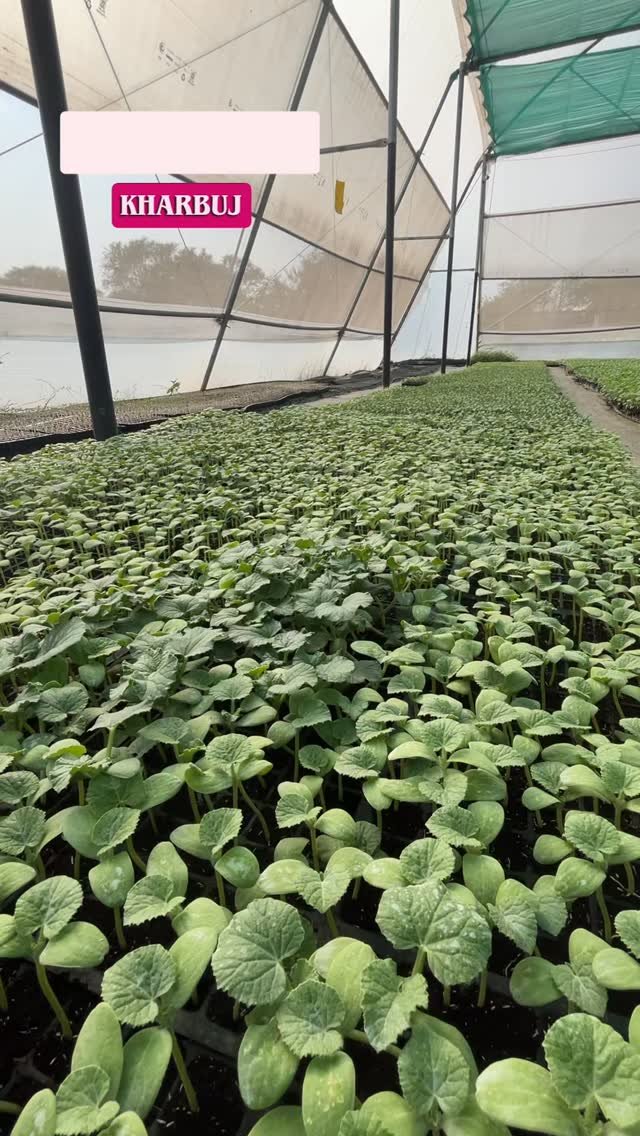 growmitraa 게시물 이미지: Growmitraa nursery 🌱🪴

 Preorder is on ,...