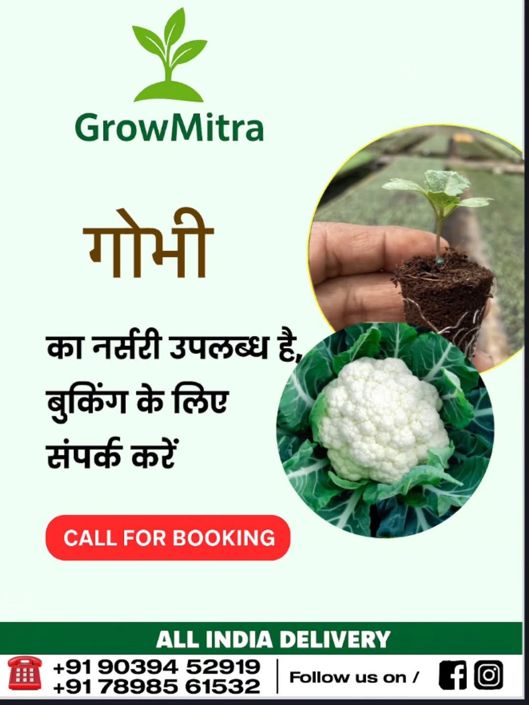 Photo by GrowMitra🌱 on October 31, 2025. May be an image of cauliflower, seedlings, herb and seedling.