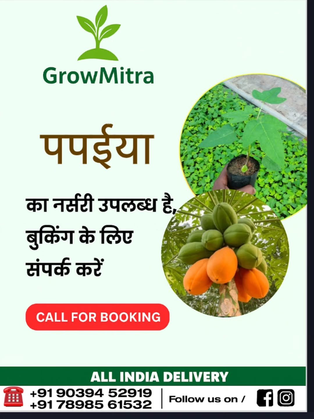 Photo by GrowMitra🌱 on October 31, 2025. May be an image of vegetable, mango and plant.