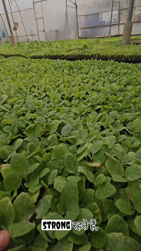 growmitraa 게시물 이미지: Growmitraa नर्सरी अकोला (कुम्हारी) मे उपलब्ध...