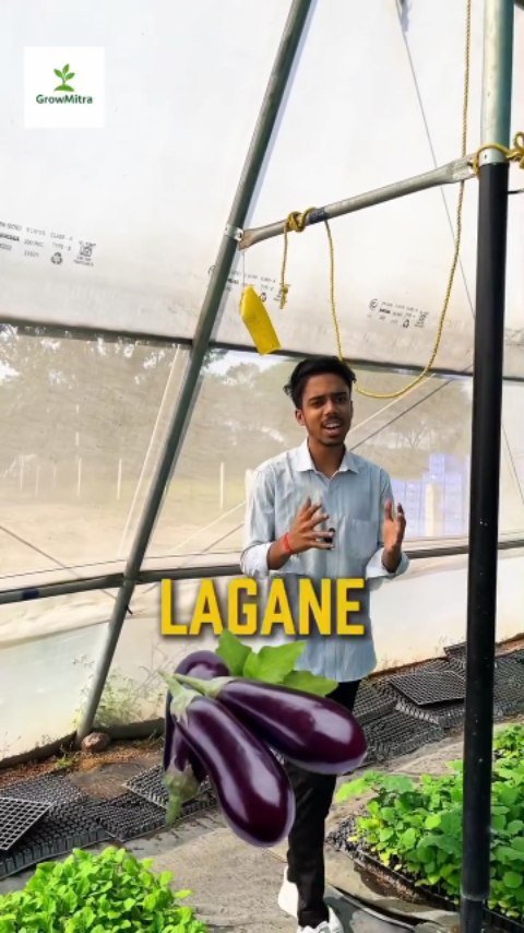 growmitraa 게시물 이미지: 🌱 बैंगन के पौधे उपलब्ध हैं! 🍆
आज ही बुकिंग के...
