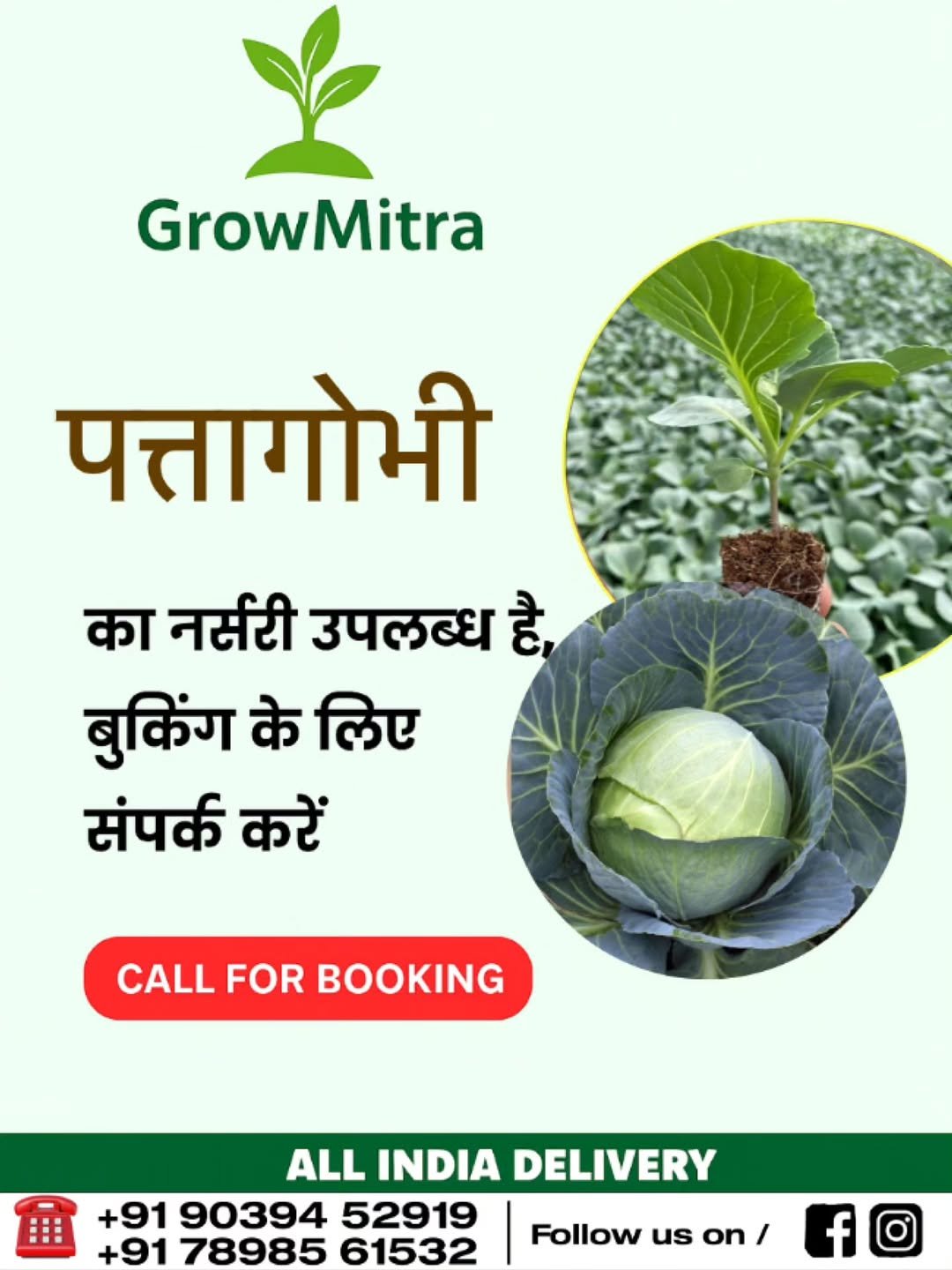 Photo by GrowMitra🌱 on October 31, 2025. May be an image of collard greens, herb and text that says 'GrowMitra पत्तागोभी का नर्सरी उपलब्ध है, बुकिंग के लिए संपर्क करें CALLFORBOOKING CALL FOR BOOKING ALL INDIA DELIVERY +91 90394 52919 +91 78985 61532 Follow us on / f fc'.