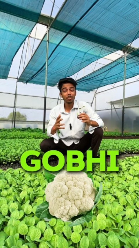 growmitraa 게시물 이미지: 🌱 फूल गोभी के पौधे उपलब्ध हैं! 🥦
आज ही बुकिंग...