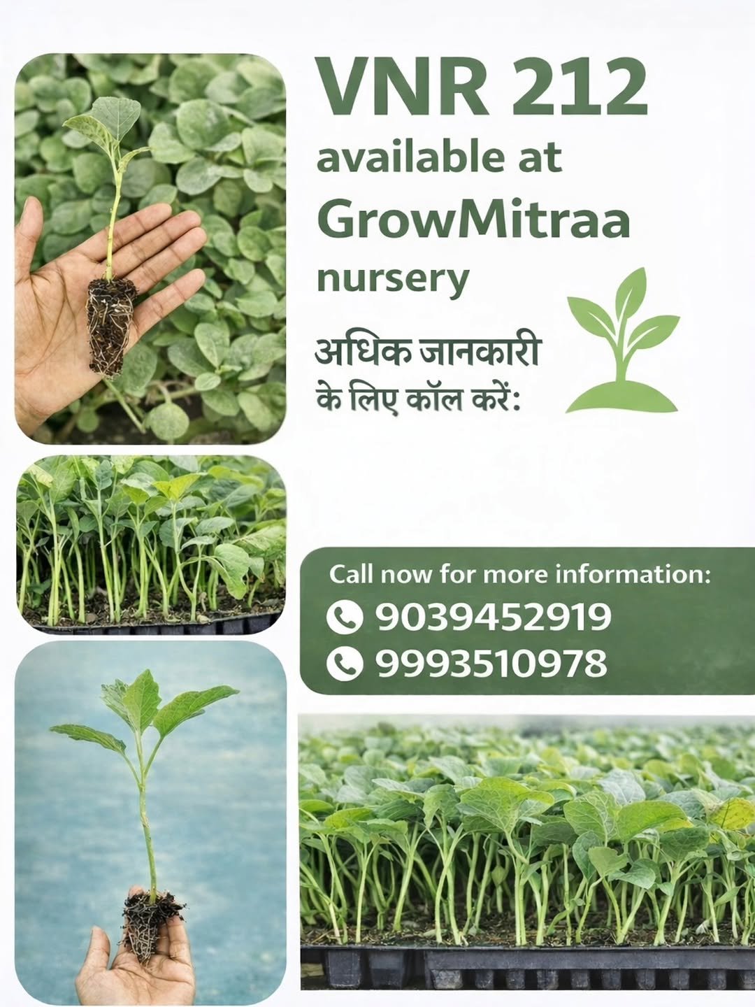 Photo by GrowMitraa🌱 on March 22, 2026. May be an image of vegetable, seedlings, herb, seedling and text that says 'VNR 212 available at GrowMitraa nursery अधिक जानकारी के लिए कॉल करें: Call now for more information: 9039452919 9993510978'.