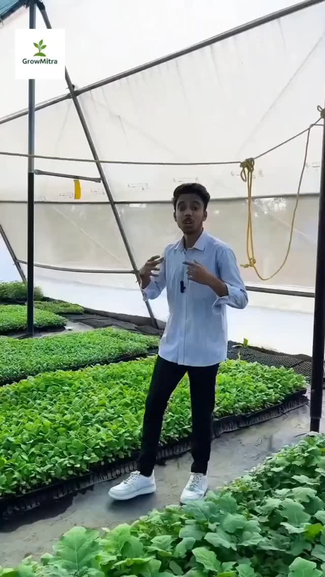 growmitraa 게시물 이미지: 🍆बैंगन के पौधे उपलब्ध हैं! 
आज ही बुकिंग के...