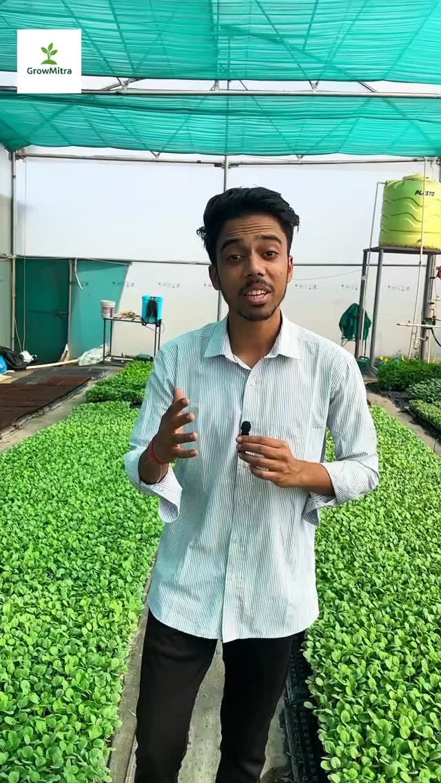 growmitraa 게시물 이미지: 🍅 टमाटर के पौधे तैयार हैं!
स्वस्थ पौधे, बेहतर...