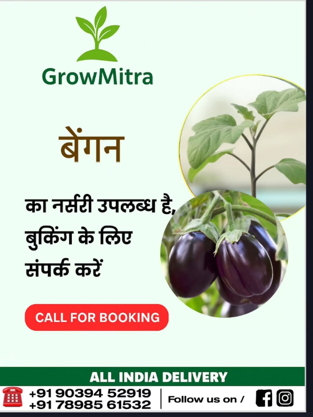 Photo by GrowMitra🌱 on October 31, 2025. May be an image of eggplant and text that says 'GrowMitra बेंगन का नर्सरी उपलब्ध है, बुकिंग के लिए संपर्क करें CALL FOR BOOKING ALL INDIA DELIVERY +91 90394 52919 +91 78985 61532 Follow us on / f'.
