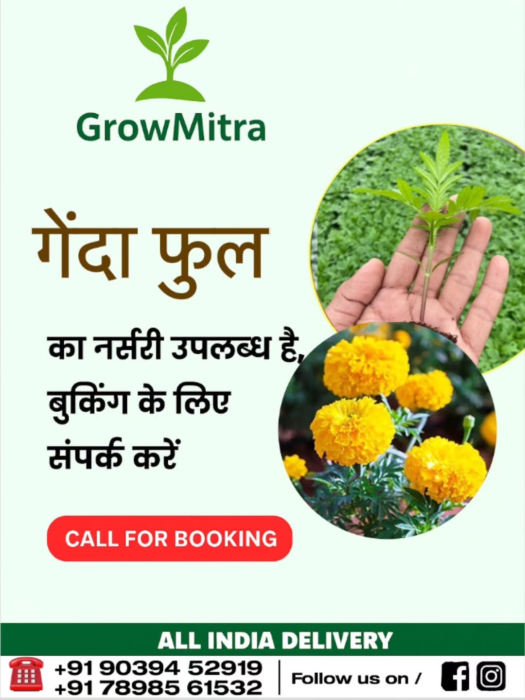 Photo by GrowMitra🌱 on October 31, 2025. May be an image of vegetable, globe amaranth, herb and text that says 'GrowMitra गेंदा फुल का नर्सरी उपलब्ध है, बुकिंग के लिए संपर्क करें CALL FOR BOOKING 田 ALL INDIA DELIVERY +91 90394 52919 +91 78985 61532 Follow us on / f'.