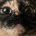 for_stray_animals 프로필 사진
