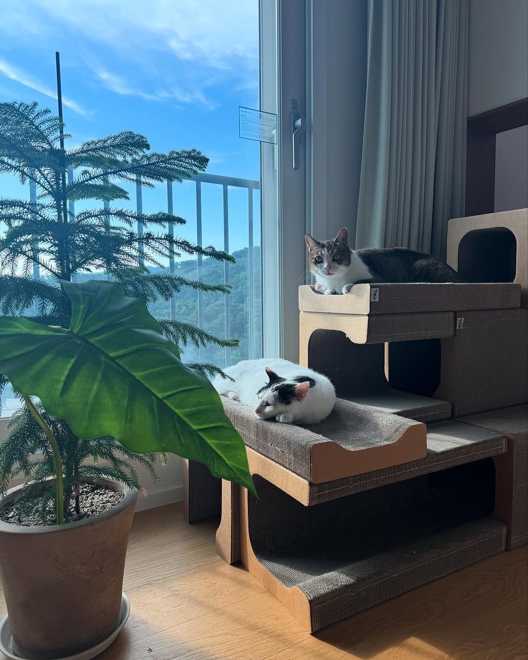 Photo shared by 김명철 on July 25, 2025 tagging @cat_samonim, @cat_babyc, and @dr.felis_. May be an image of ragdoll cat, Abyssinian cat, tortoiseshell cat, kitten, house plant and text.